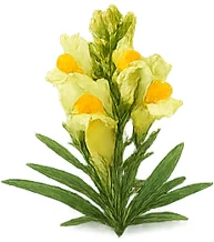 Tensilife Plus — aceite de colza